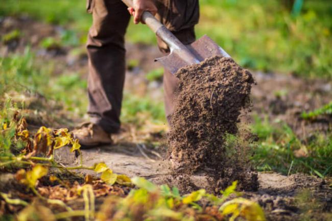 Ложка цього порошку замінить машину гною: що потрібно додати до ґрунту на городі восени