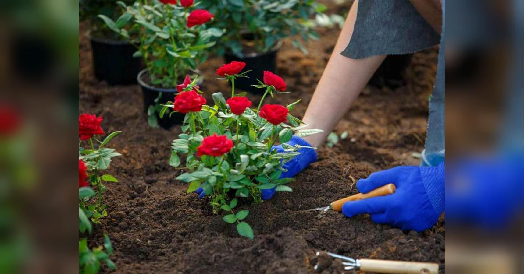 «Мульчею з кори троянди краще не мульчувати»: основні секрети догляду за королевою саду восени