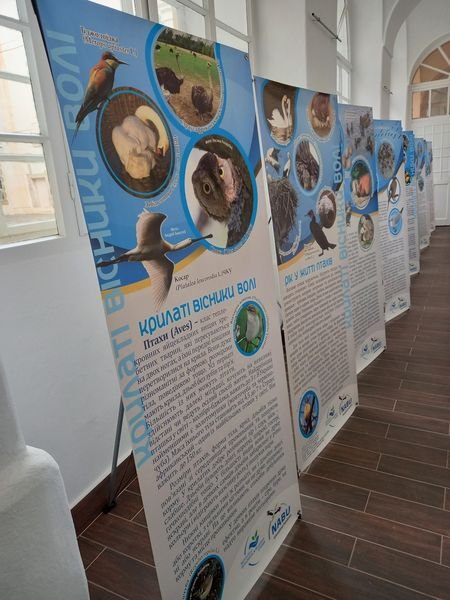У Закарпатському краєзнавчому музеї презентували виставку про птахів Карпат