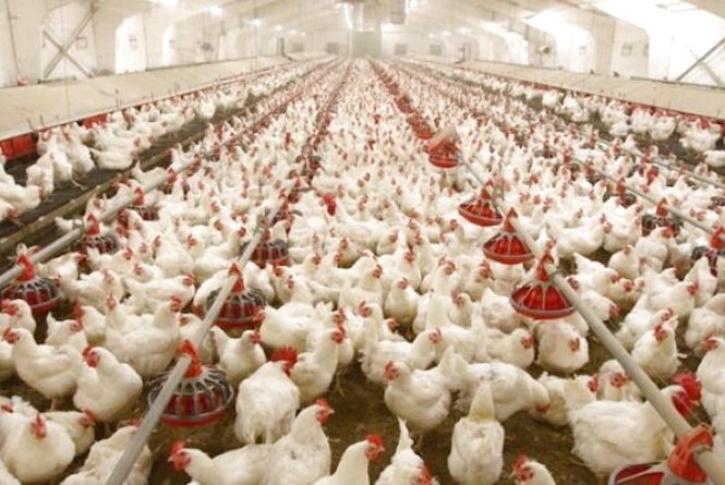 Перебої з електрикою може призвести до скорочення птахопідприємств