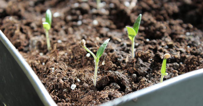 Коли садити розсаду у січні 2023: посівний календар