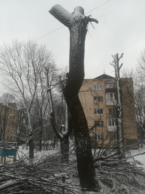 Екоактивісти вкотре закликають міську раду не знищувати дерева у Тернополі (+фото)