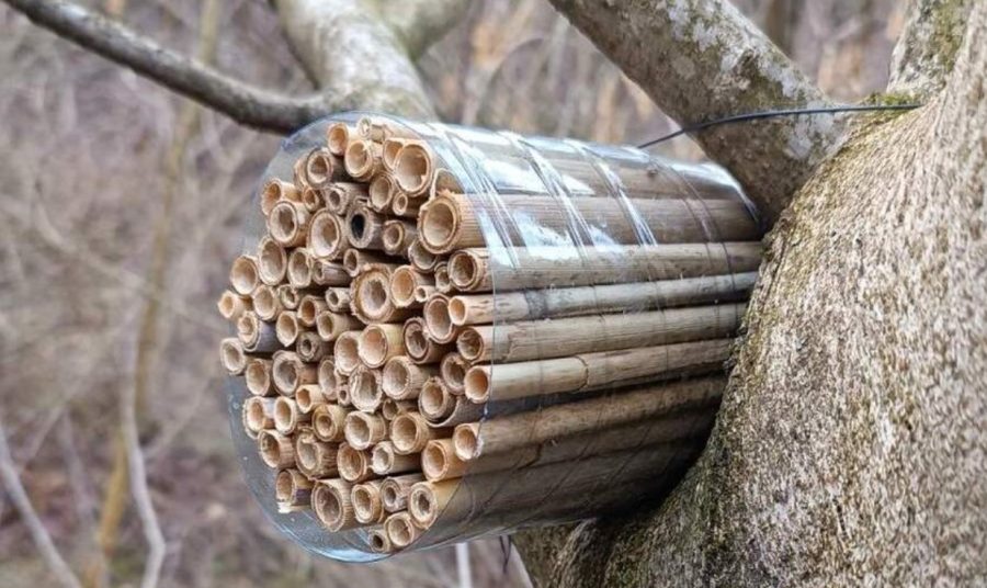 У парку «Знесіння» з’явилися дивні гнізда. Людей просять їх не чіпати