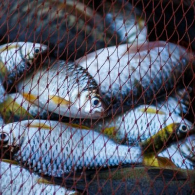 В Україні посилять контроль за продажем риби