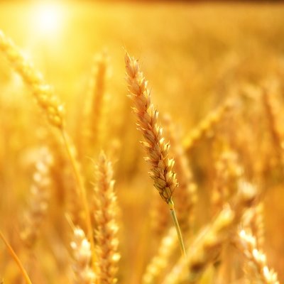Пишні пшеничні поля по всій Європі стримують витрати на продукти харчування, – Bloomberg