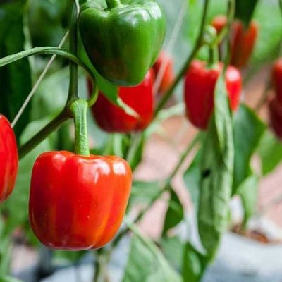 Підживу для перцю можна зробити з підручних засобів