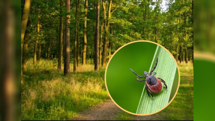 Вражає організм та призводить до інвалідності: на Шполянщині вже є випадок захворюваності після укусу кліща