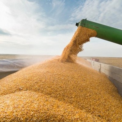 Після підриву Каховської ГЕС на закордонних ринках стрімко подорожчала пшениця