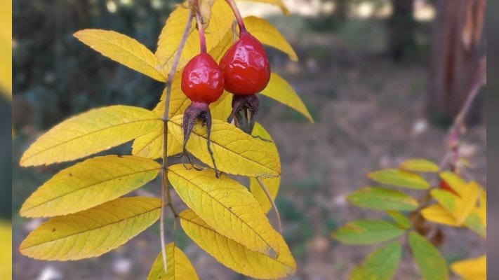 “Розігрів” перед гарячими вихідними: якої погоди чекати у п’ятницю