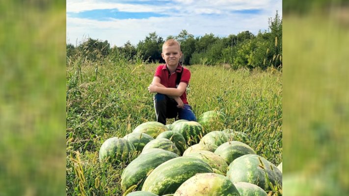 У Мукачівській громаді завершили збір кавунів