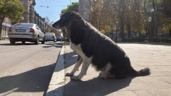 Як війна вплинула на кількість безпритульних тварин та на роботу зооволонтерів