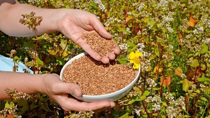 В Україні рекордна врожайність гречки: що буде з цінами?