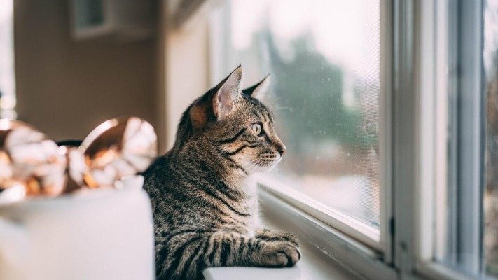 Чому сьогодні не рекомендується відкривати вікна: незвичайна прикмета