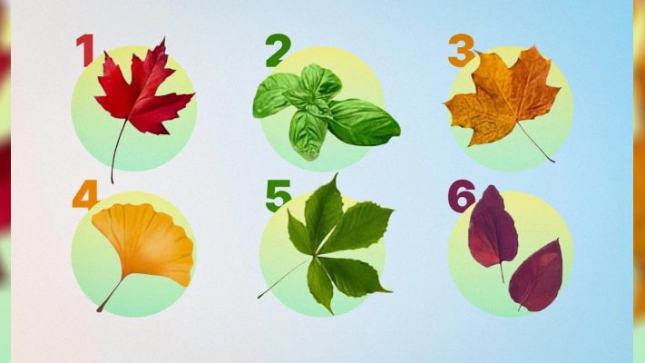 Яка ваша найсильніша риса характеру: цей тест на листя розповість усю правду