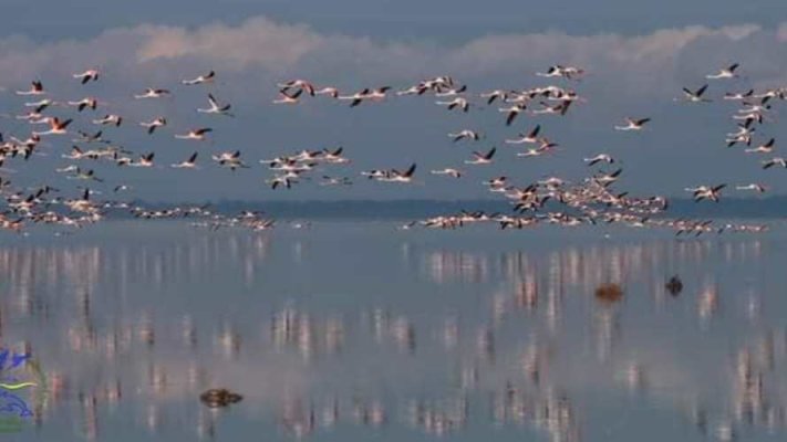 Рожева краса Тузлівських лиманів: фламінго процвітають у заповідній зоні нацпарку попри труднощі погоди