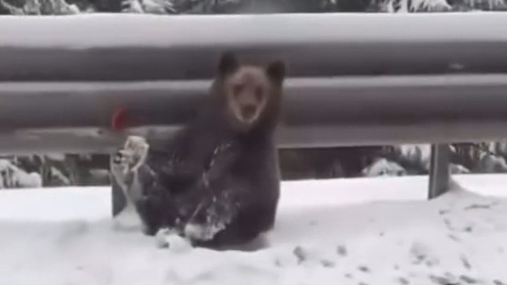 В Карпатах кілька ведмедів вибігли на трасу (ФОТО, ВІДЕО)