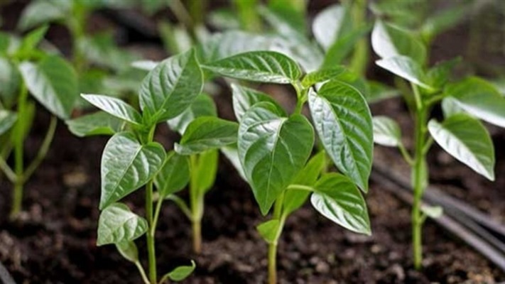 Як правильно сіяти солодкий перець та баклажани на розсаду