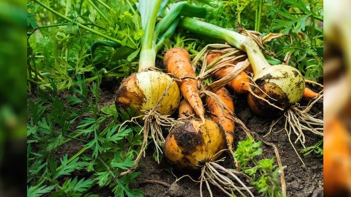 Які рослини можна посадити поряд із цибулею для збільшення врожаю