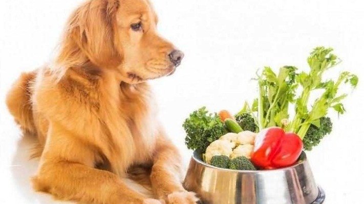 Чи можуть домашні коти й собаки бути вегетаріанцями: роз’яснення еколога