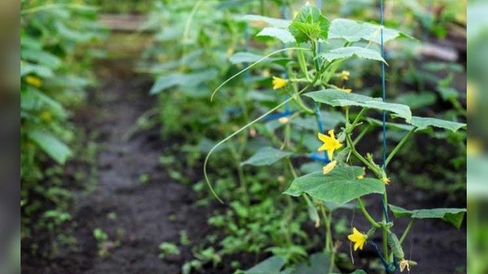 Чим підживити розсаду огірків, аби вона гарно росла й не хворіла
