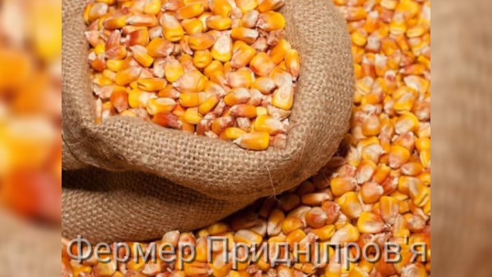 Українським аграріям нададуть насіння кукурудзи на весняну посівну