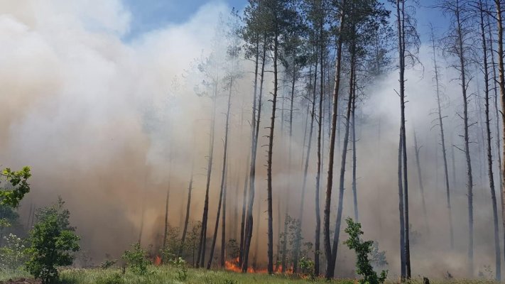 Лишень за тиждень російські окупанти знищили понад 100 гектарів лісу на Донеччині