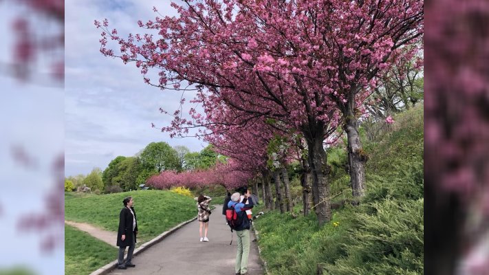 Ботсад Гришка кличе помилуватись сакурами з крупними махровими квітами