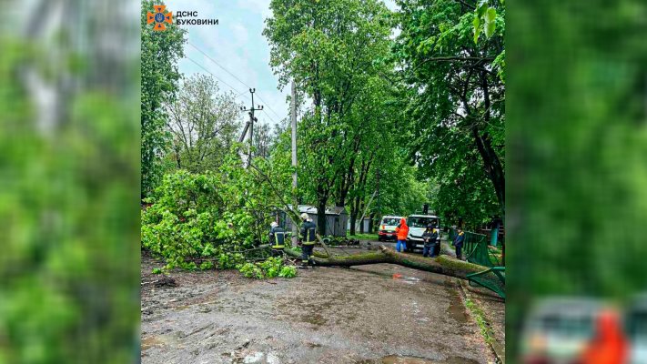 У Чернівцях рятувальники надали допомогу у розпилюванні поваленого дерева