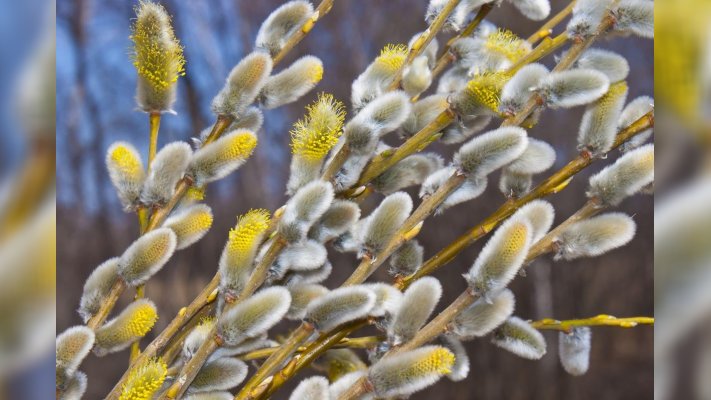 Коли цього року буде Вербна неділя: традиції, прикмети та заборони свята