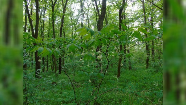 Рідкісні червонокнижні квіти цвітуть у заказнику на Тернопільщині (ФОТО)