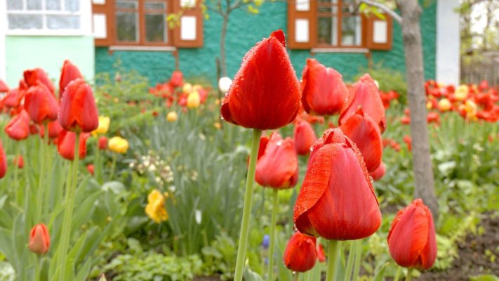 Тюльпанове подвір'я квітне у колишньої вчительки на Вінниччині вже 20 років (ВІДЕО)