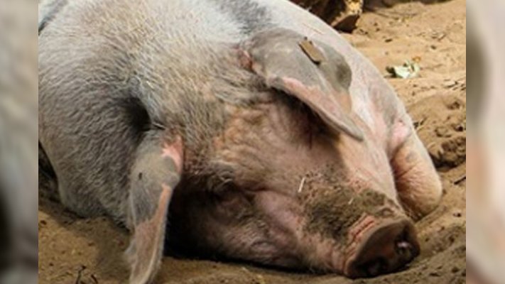 Від чого гинуть свині: статистика в Україні та за кордоном