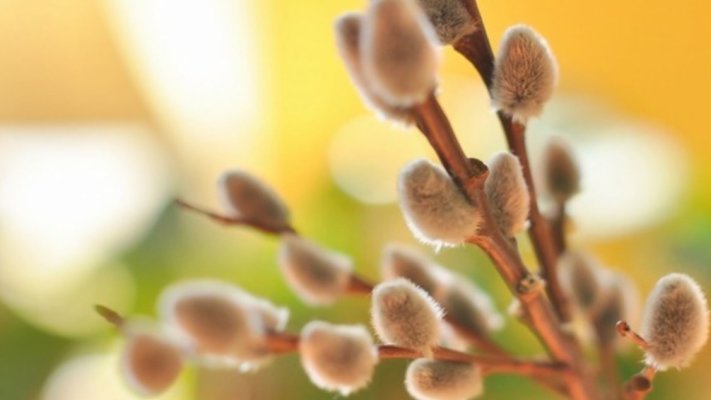 Вербна неділя у 2024 році: що можна і що не можна робити 28 квітня - ASN 