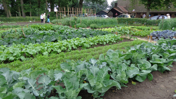 В кінці травня розкидайте на грядці цю крупу: земля стане м’яка, пухка та родюча