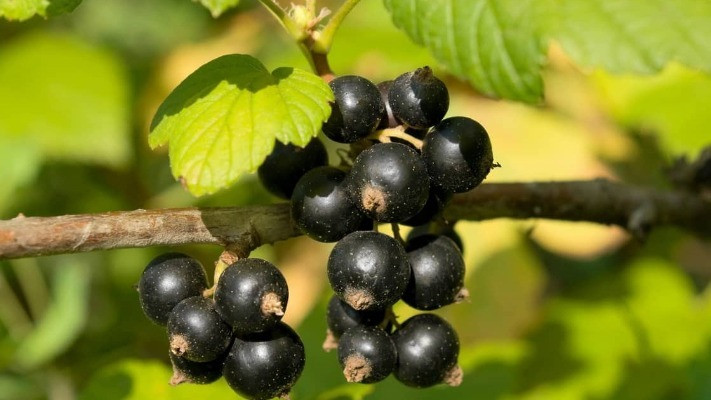 Чорна смородина: яка користь та кому найперше потрібно її вживати