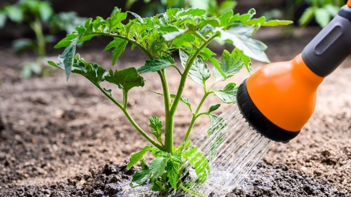 Коли найвдаліше підживити городину для гарного врожаю: місячний календар на липень