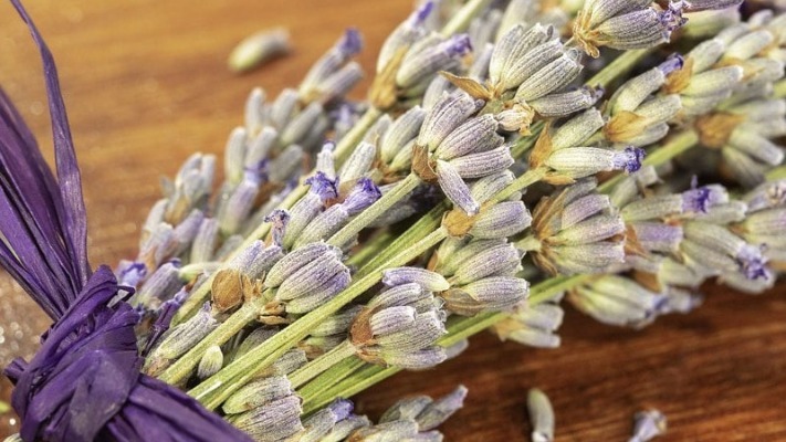 Як правильно підстригти лаванду влітку для нового цвітіння