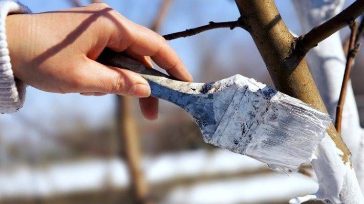 Чому треба білити дерева саме восени: дві головні причини