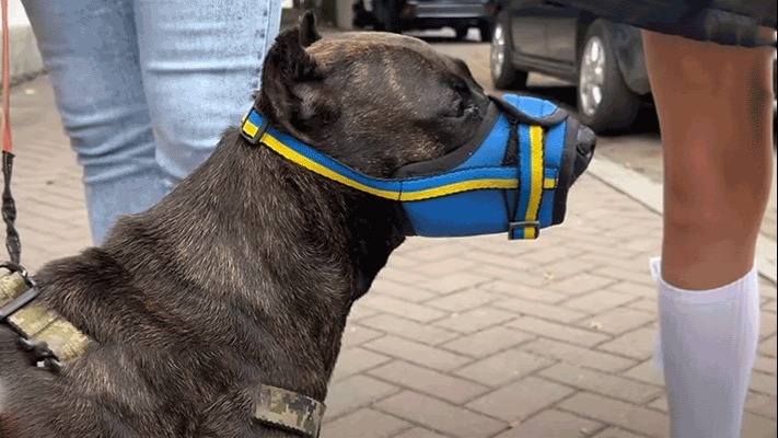29 місяців розлуки! Врятований пес з Маріуполя, дочекався господаря з полону