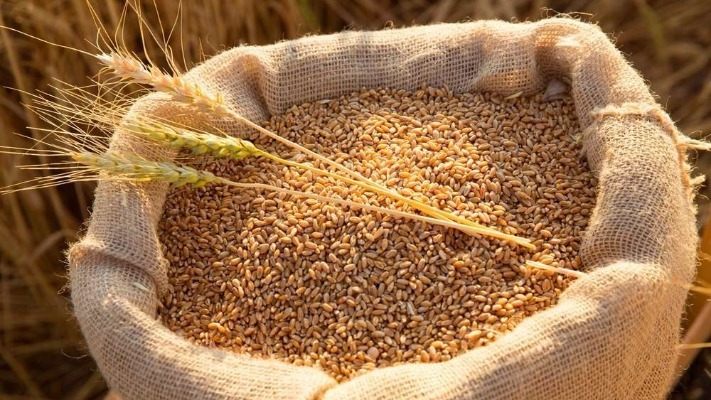 Зерно в небезпеці: як холодна небулізація врятує ваш врожай?