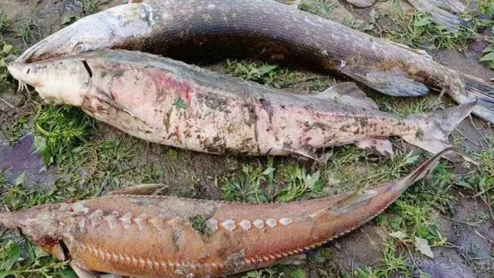  Забруднення річок Сейм та Десни призвело до мору червонокнижної риби. Популяція під загрозою 