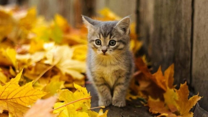 Осінь наступає: якої погоди очікувати українцям?