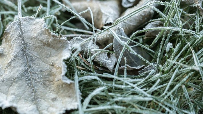В Україні на вихідні прогнозують заморозки
