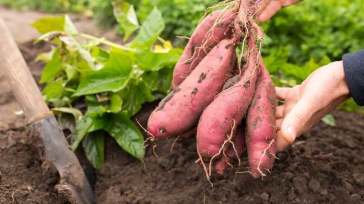 Як батат підкорює Україну