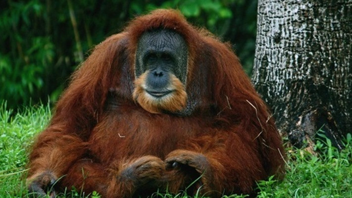 Вчені розшифрували мову мавп