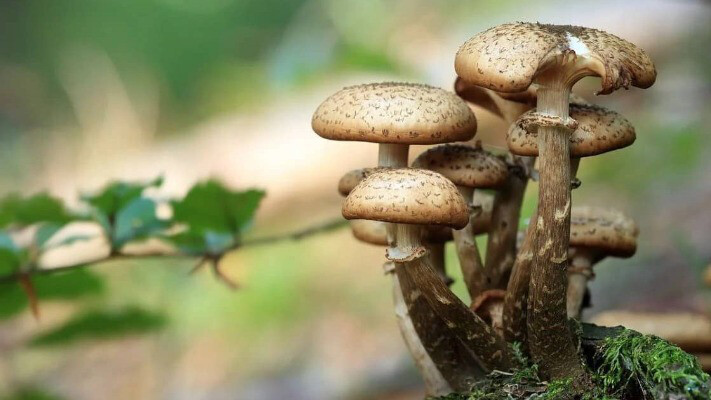 Як варити опеньки правильно, щоб не сильно чорніли