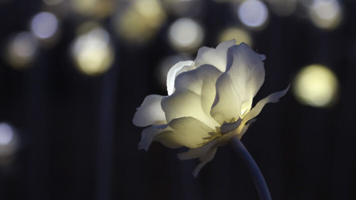 Науковці встановили, коли на Землі з’явилися перші квіти