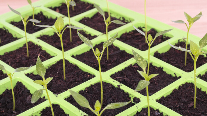 Як обрати якісне насіння для вирощування розсади взимку?