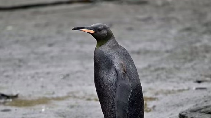 Винятковий випадок. Вчені зняли чорного, як смола, королівського пінгвіна (фото)