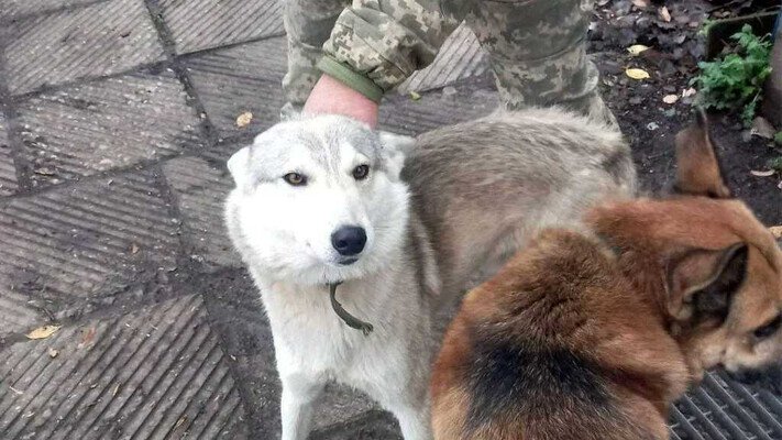 Дикий вовк прийшов по допомогу до військових: йому допомогли